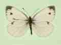 Pieris napi (gynandromorph) (Internet Image property of respective owner, non-commercial use only)